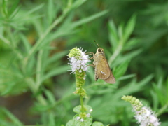 ミントの花とイチモンジセセリ