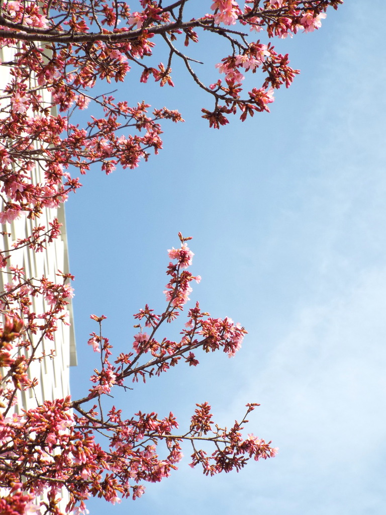 青空に紅のおかめ桜