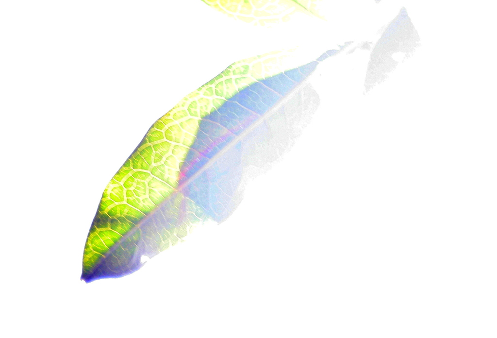 金木犀の葉のコラージュ