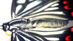 アカボシゴマダラ♂の胴体