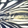 アカボシゴマダラ♂の胴体
