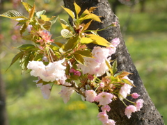 都市農業公園の北斎