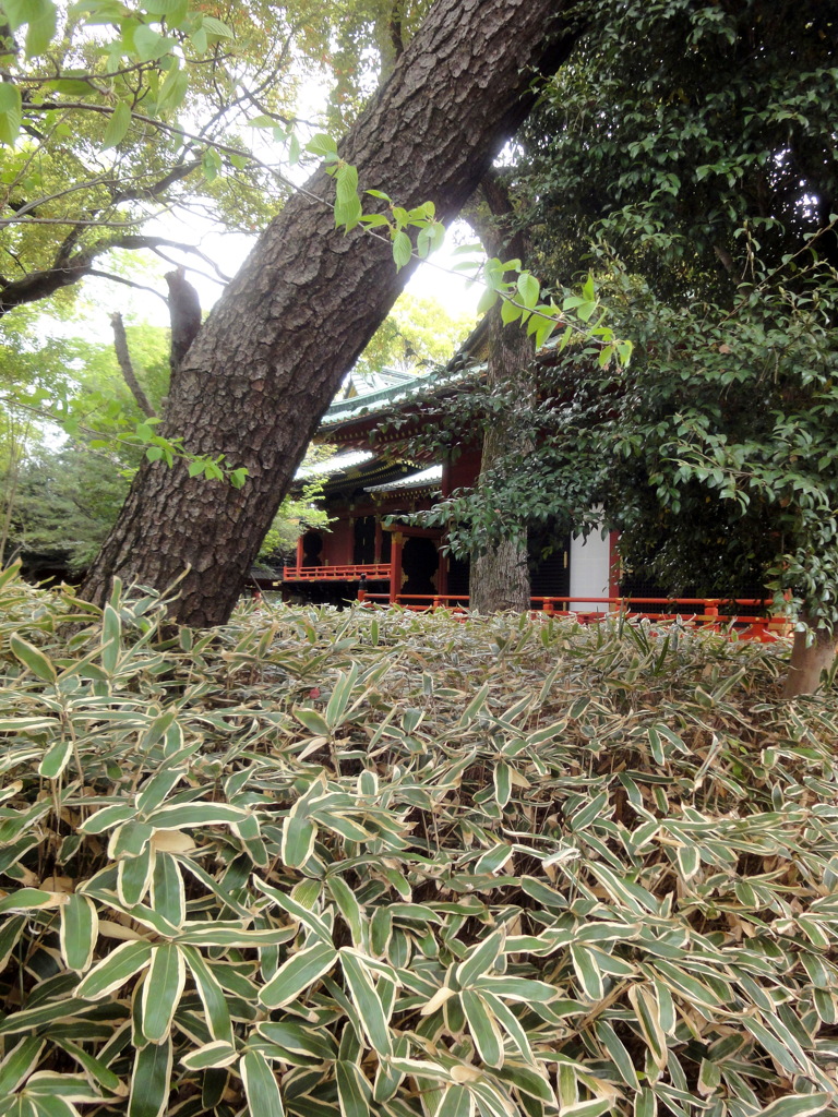 クマザサと根津神社本殿裏