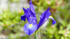 だっちあいりす