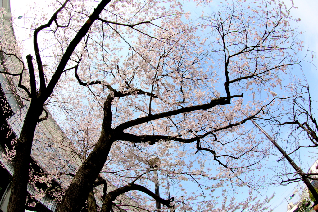 都市農業公園の高速高架下の江戸彼岸桜
