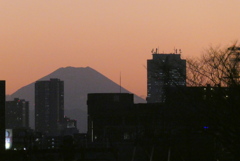 夕方の千住大川町の氷川神社の森と富士山