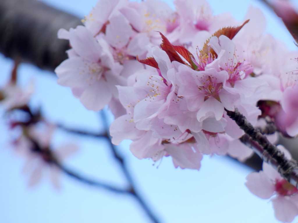 南千住汐入団地の杏子の花