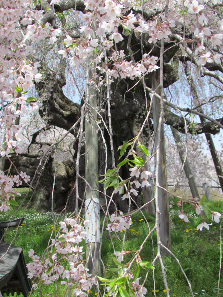 三春の滝桜少し葉が出ている、彼岸系の特徴の花の付け根の膨らみがわかる