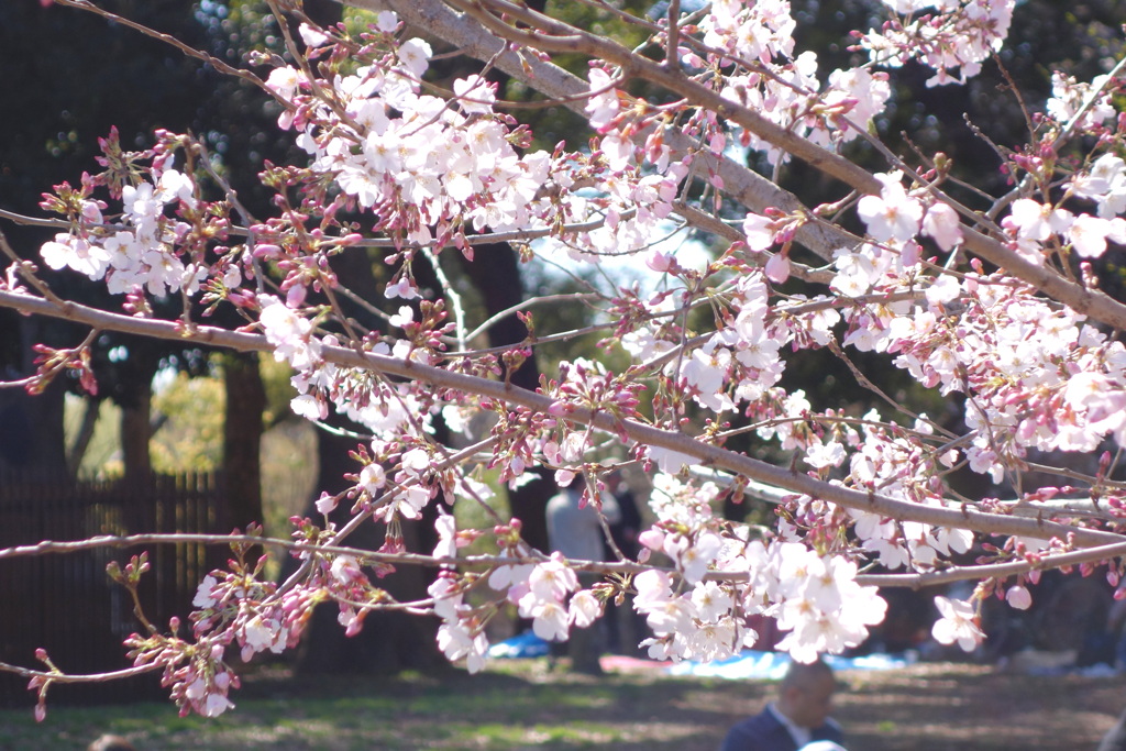 薄紫の花の小松乙女のそばで