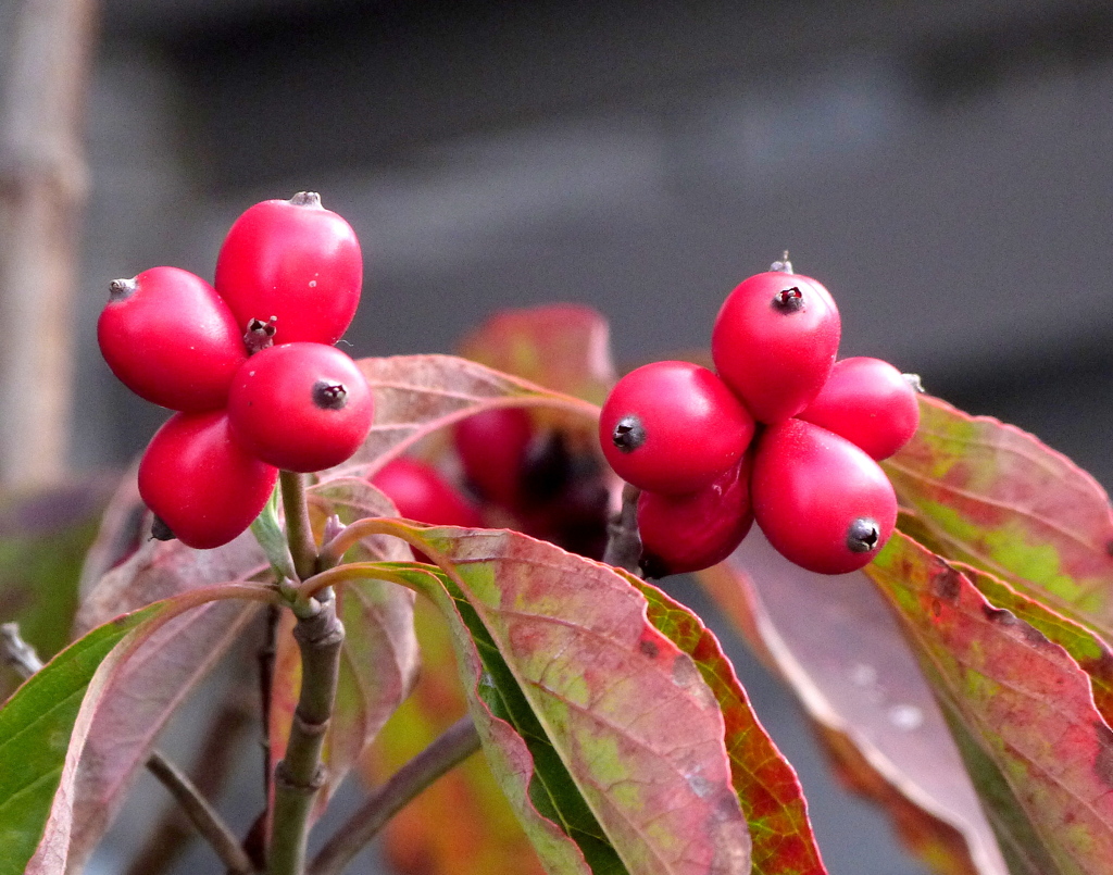 ハナミズキの実