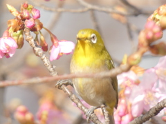 こちらを向いてめ