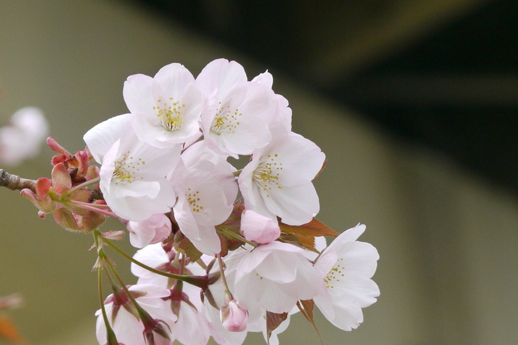 荒川土手高速下の嵐山桜