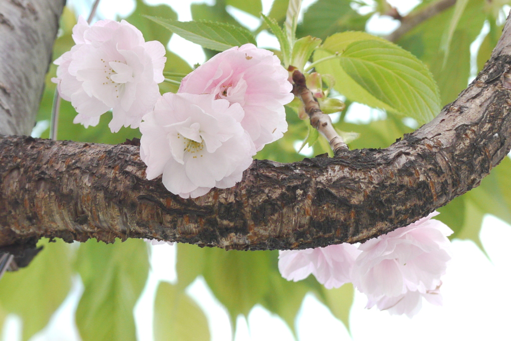 千住の街路に植えられた早生の一葉桜