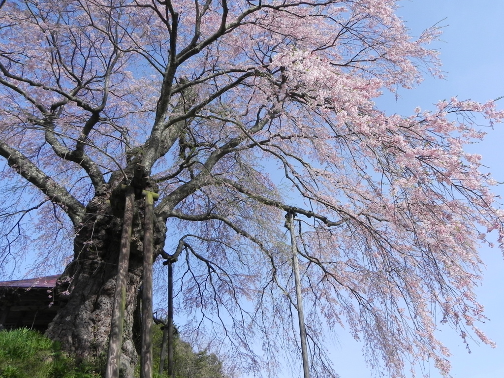 上石の不動桜