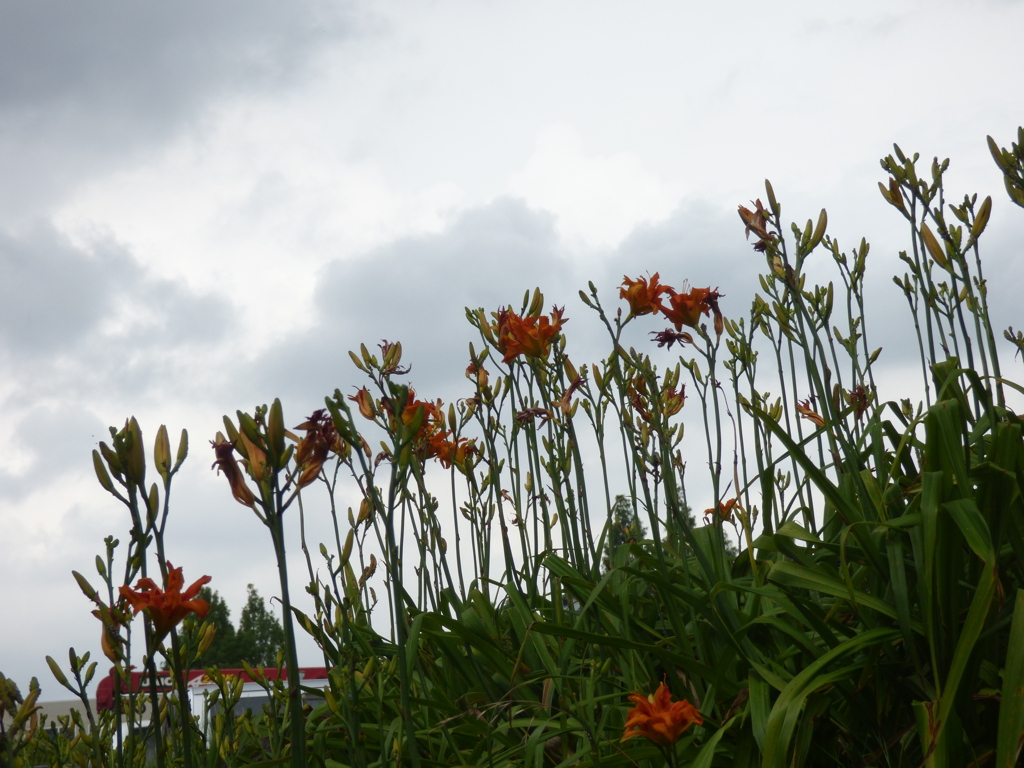 土手上のヤブカンゾウ