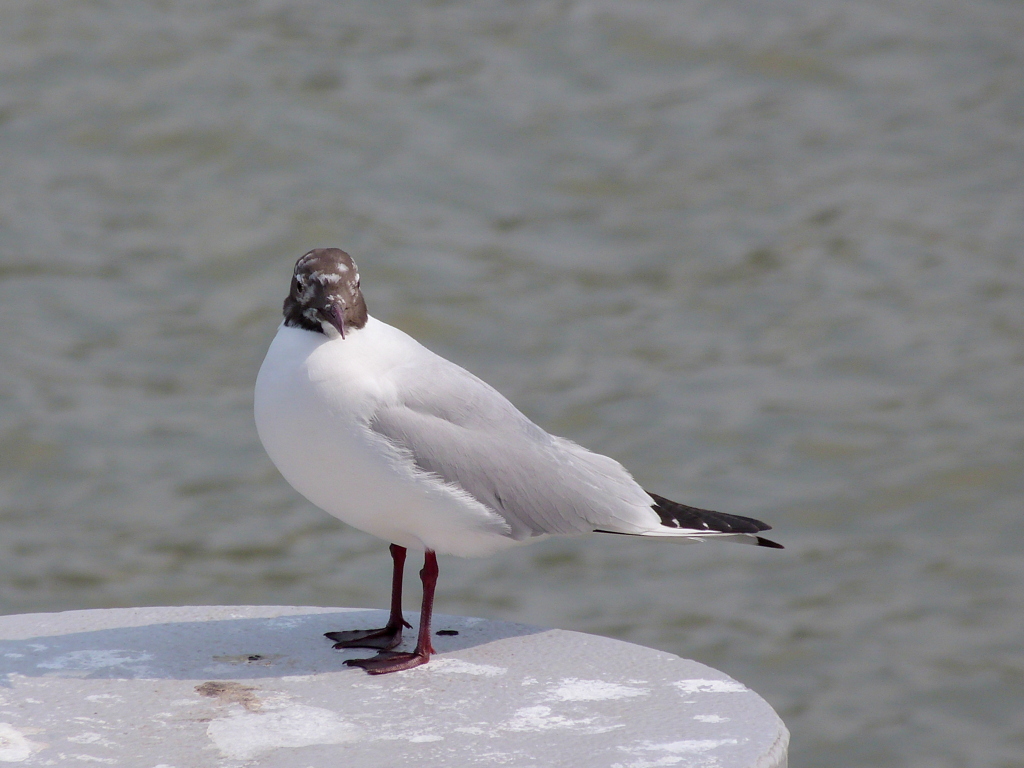 隅田川のガングロユリカモメ