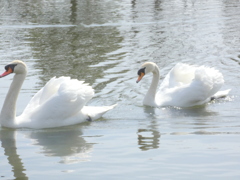 荒川自然公園の二代目のハクチョウペアー