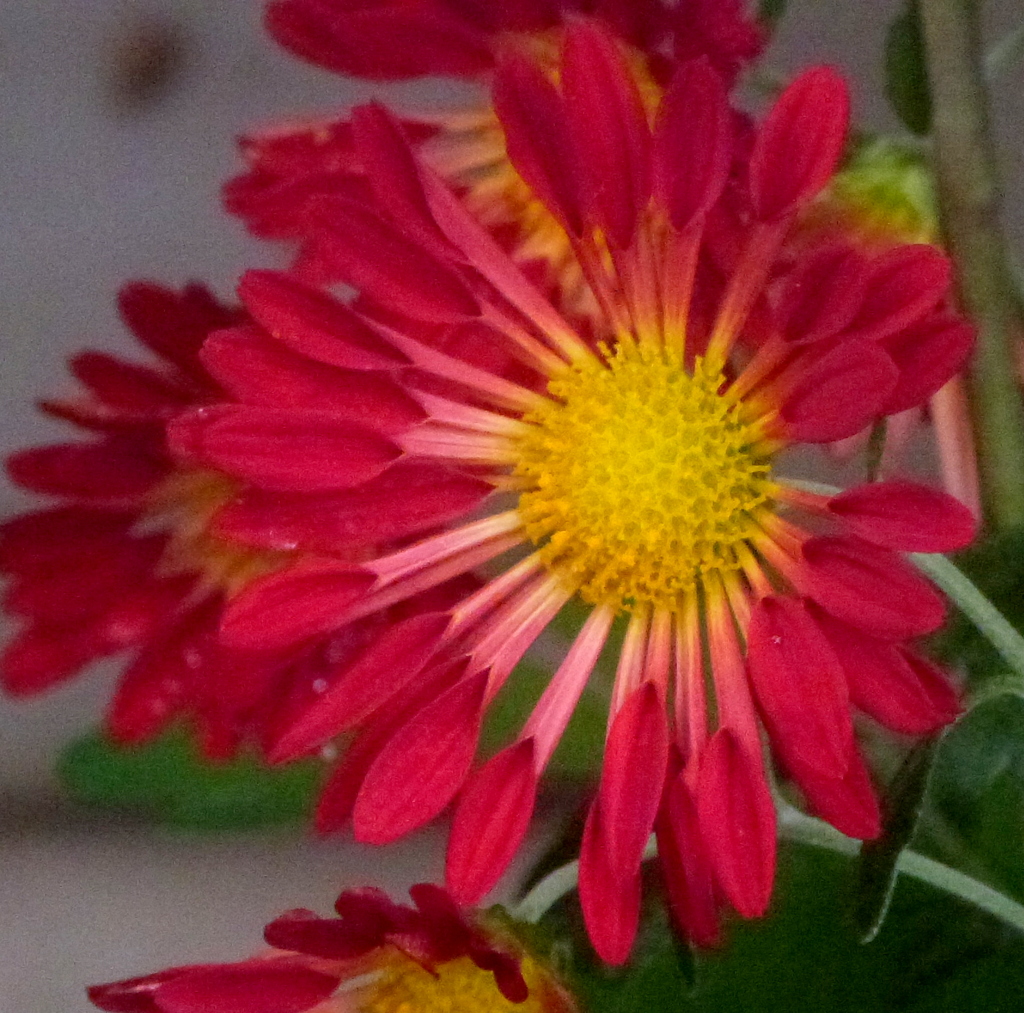 風車咲スプレーマム