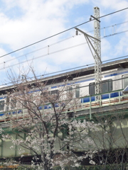 ブル―の常磐線とソメイヨシノ