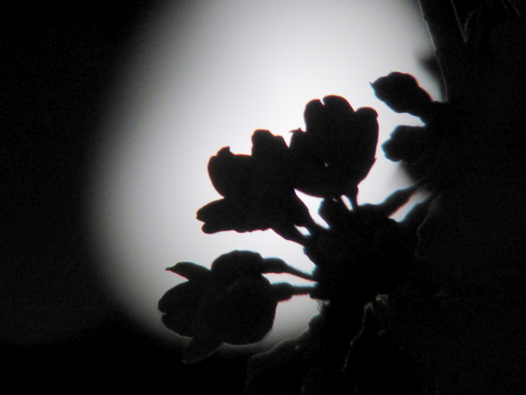 月明かりで染井吉野