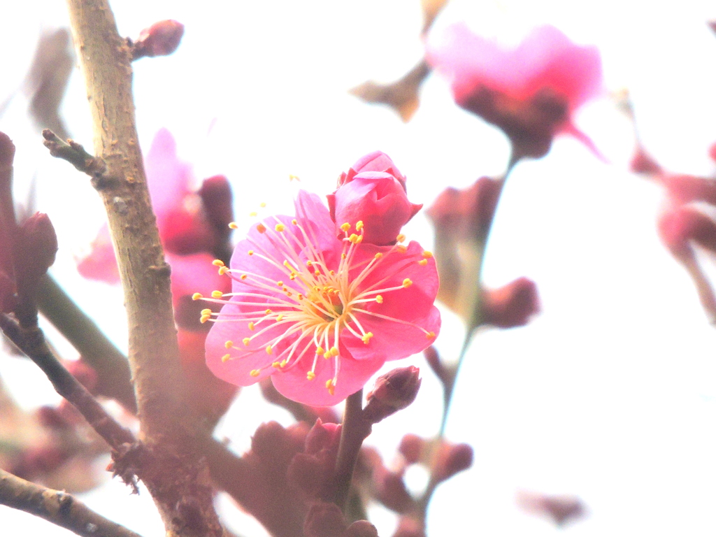 紅梅の蕊