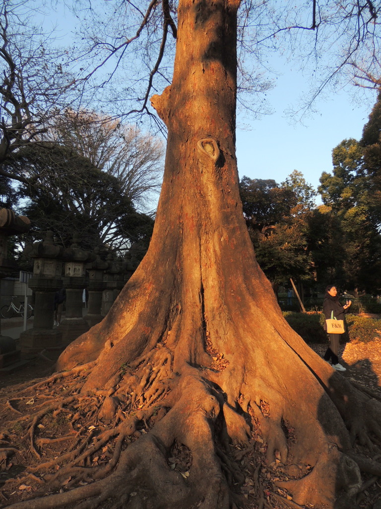 夕日の当たる上野東照宮の入り口の歴史を感じる楡の古木の根張り