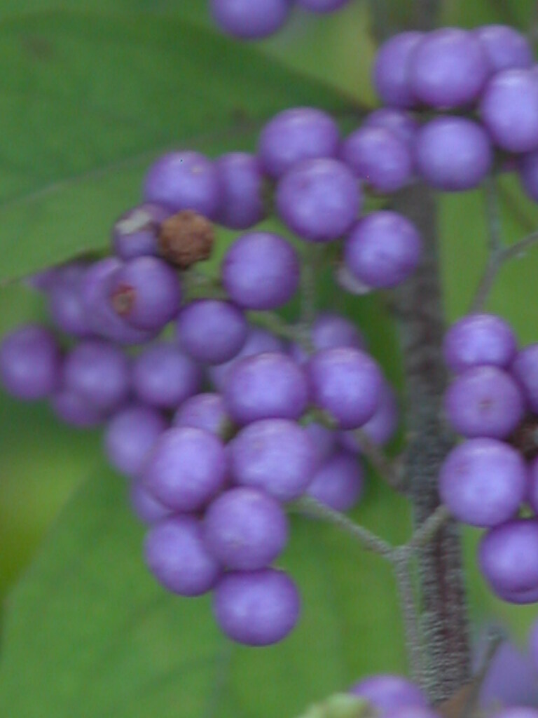 コムラサキ