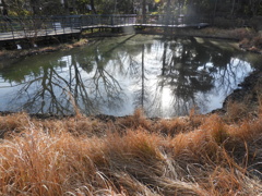 柳原千草園の冬の池