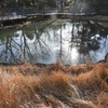 柳原千草園の冬の池