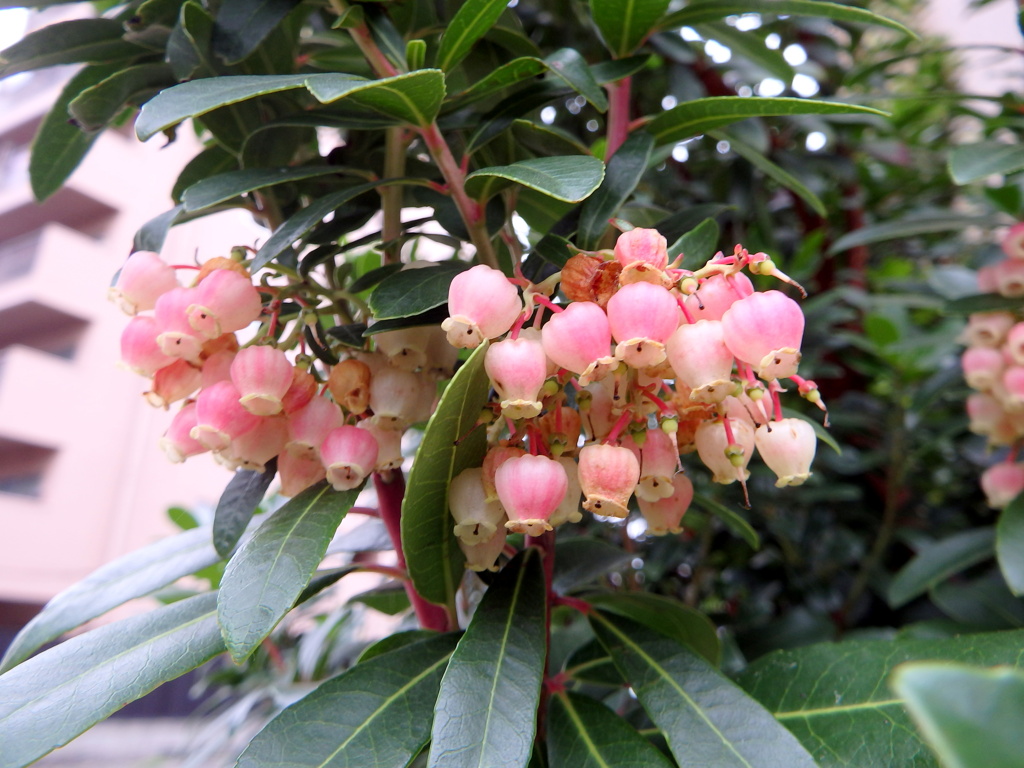 イチゴノキの花