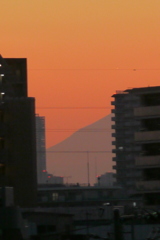 夕暮れの’２３新春の荒川土手の建物の間の富士裾