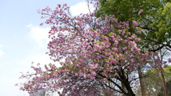 不忍池の里ザクラの紅豊晩期