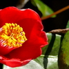 東向島の椿の蕊