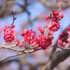 荒川自然公園の特徴のある紅梅