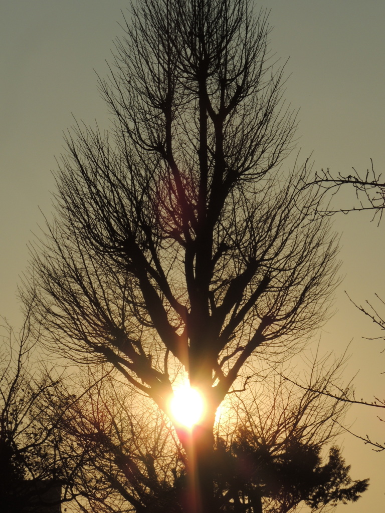 上野東照宮の大井町の夕日