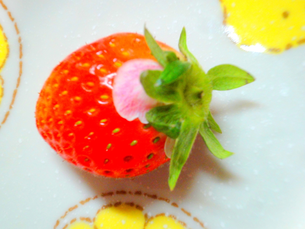 花弁をつけたやよいひめ