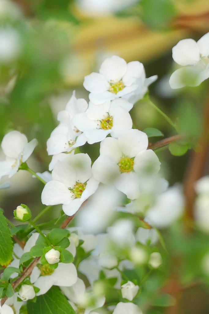 木漏れ日の雪柳