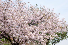 荒川堤五色桜の満開の一葉