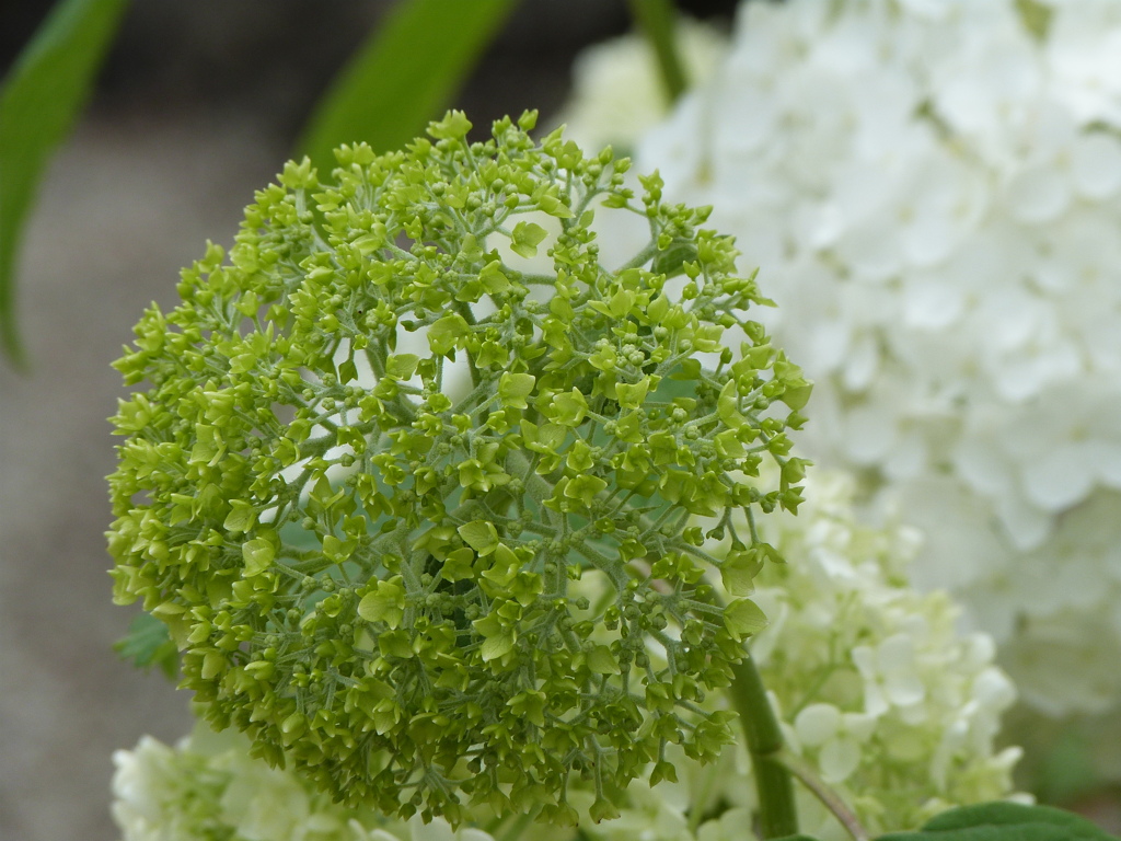 大宰府天満宮の紫陽花・アナベル