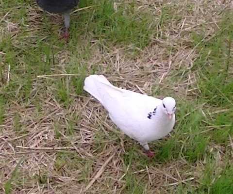 最初に出会った、白いハト
