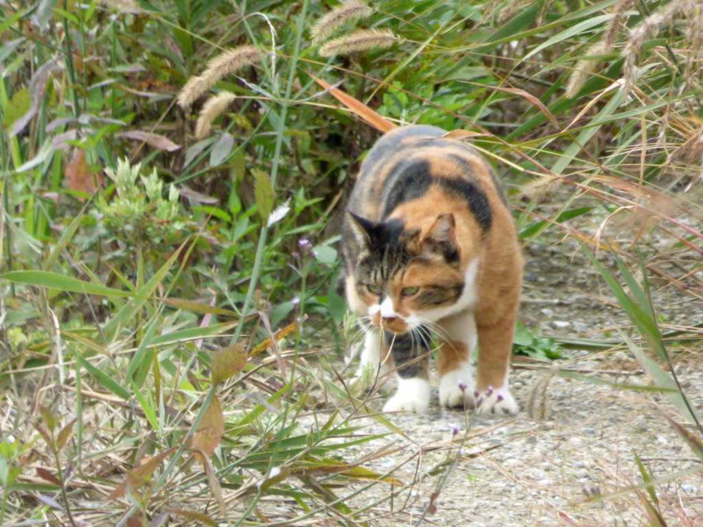 荒川河原の猫