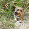 荒川河原の猫