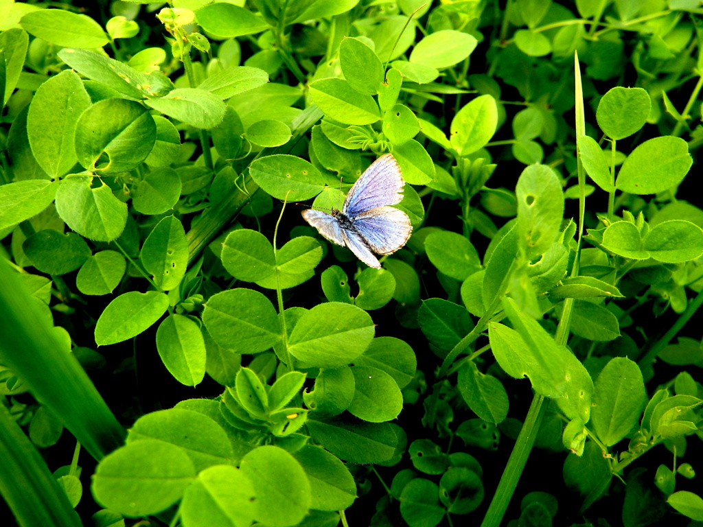 カラスノエンドウの葉にヤマトシジミ