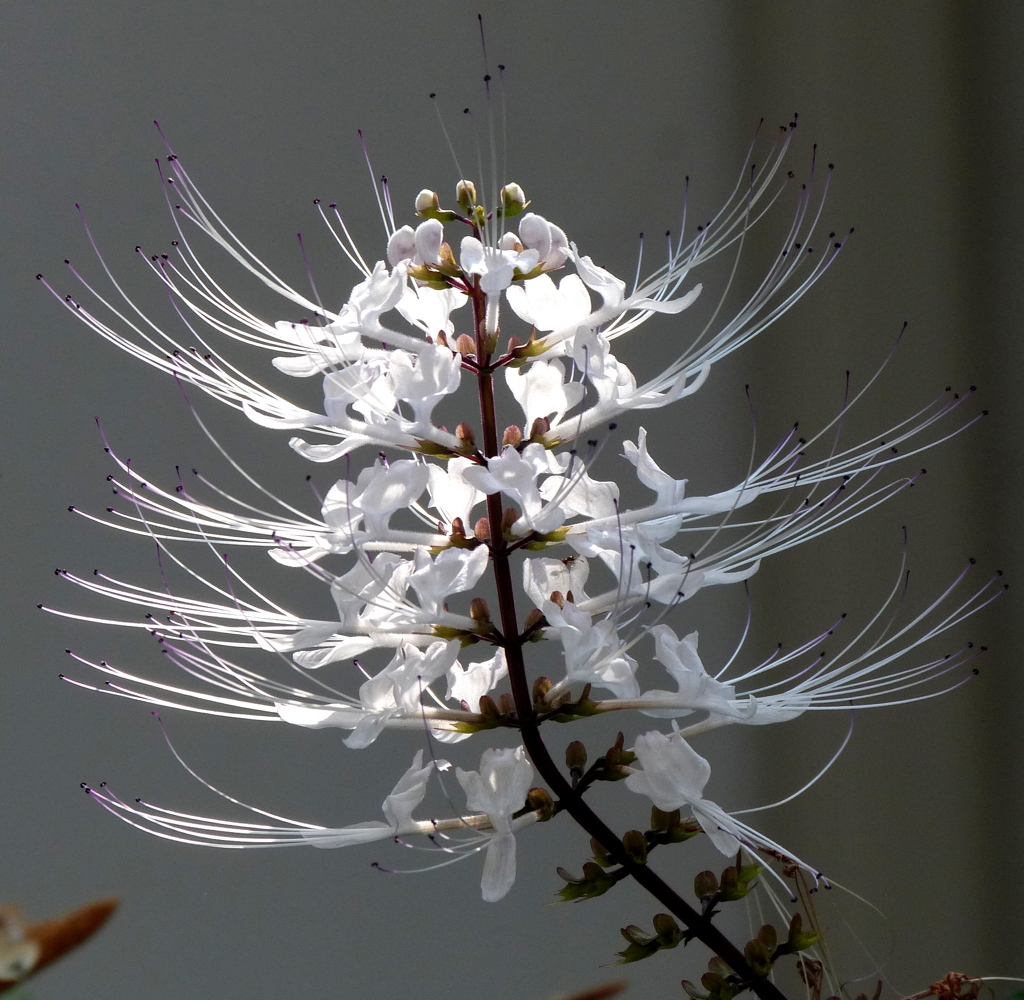 ネコノヒゲという花