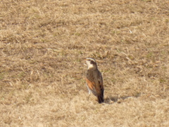 荒川河原のツグミ一羽