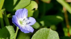 もう土手に一輪