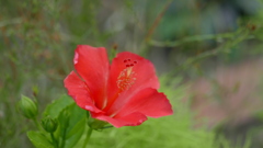 小ぶりな赤いハイビスカス