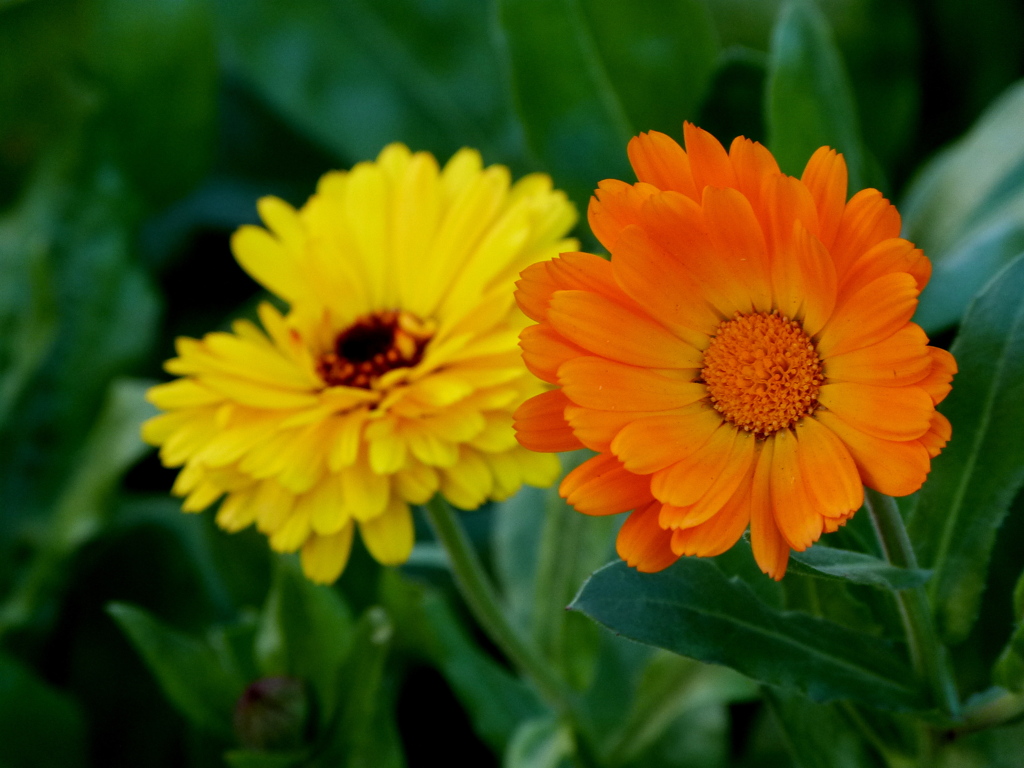 カレンデュラ（キンセンカ）