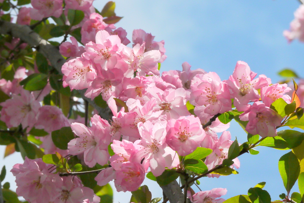 千住の青空に花海棠