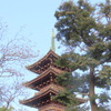 上野東照宮の神楽殿から大きなクロガネモチと五重塔